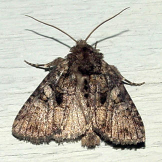 10589.1 -- Obscure Quaker Moth -- Orthodes [Polia] obscura
