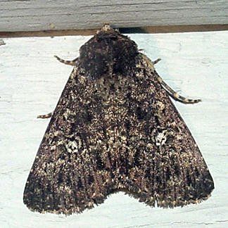 9666 - Fall Armyworm Moth -- Spodoptera frugiperda