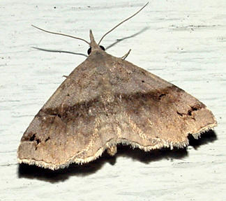  8479 - Six-spotted Gray Moth - Spargaloma sexpunctata