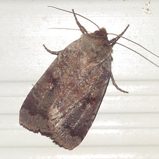 10532 -- Scurfy Quaker Moth -- Homorthodes furfurata