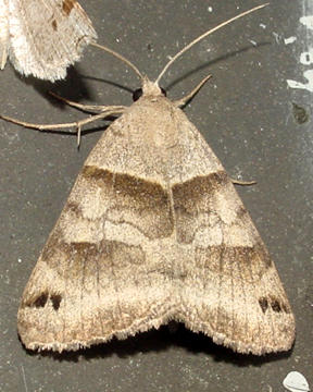 8739 -- Forage Looper Moth -- Caenurgina erechtea