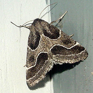11135 -- Ragweed Flower Moth -- Schinia rivulosa