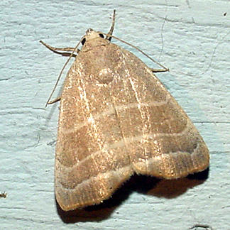 9169 -- Three-lined Bagisera Moth -- Bagisara rectifascia