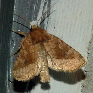  9514 -- Rosy Rustic Moth -- Hydraecia micacea