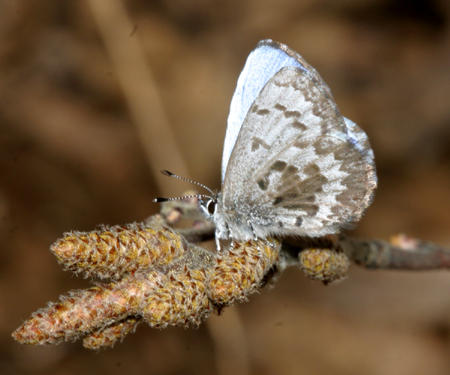 Eastern Spring Azure - Celastrina lucia