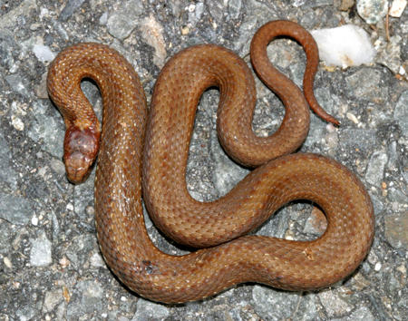 brown phase Northern Red-bellied Snake - Storeria occipitomaculata occipitomaculata