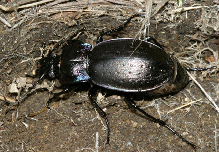 Carabus nemoralis