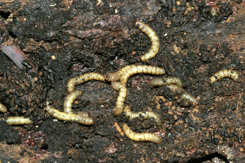 Bibionidae (larva)
