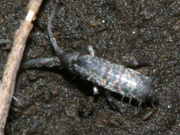 Tomocerus minor