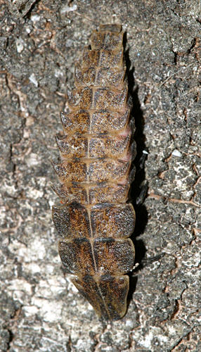 Pyractomena sp. (larva)