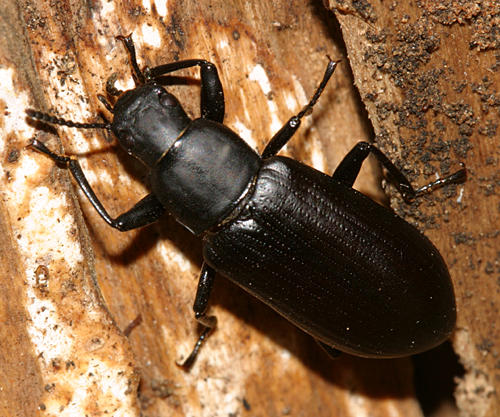 False Mealworm Beetle - Alobates pennsylvanica