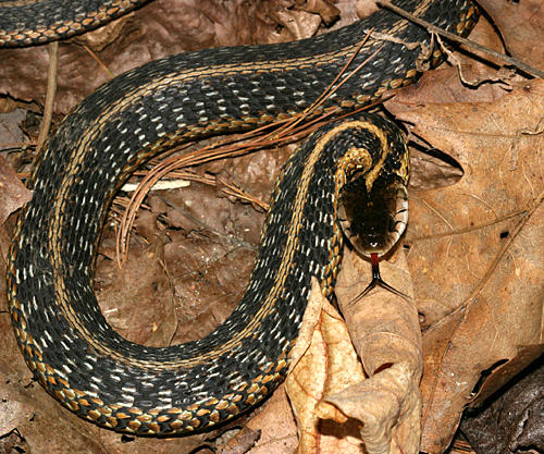 Garter Snake - Thamnophis sirtalis