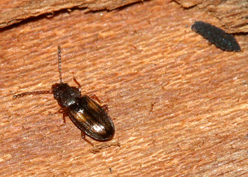 Laemophloeus fasciatus