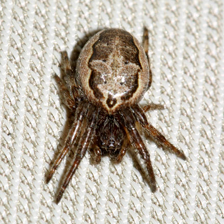 Foliate spider - Larinioides cornutus