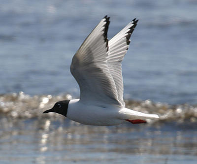 Bonaparte's Gull