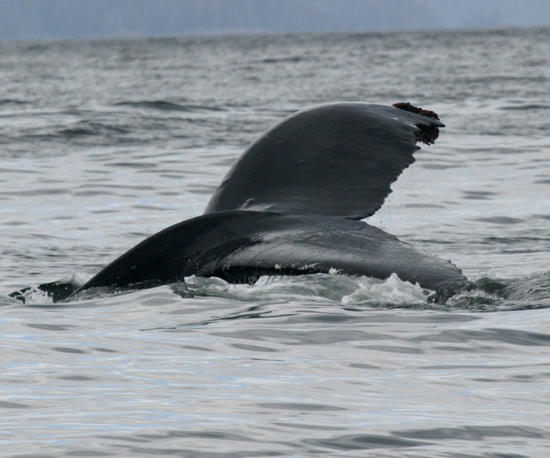 Hump-backed Whale tail - Megaptera novaeangliae