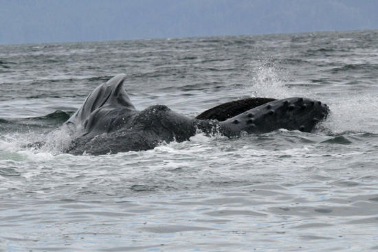 feeding - Megaptera novaeangliae