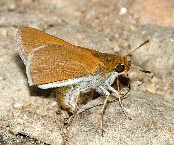 Two-spotted Skipper - Euphyes bimacula   (male)
