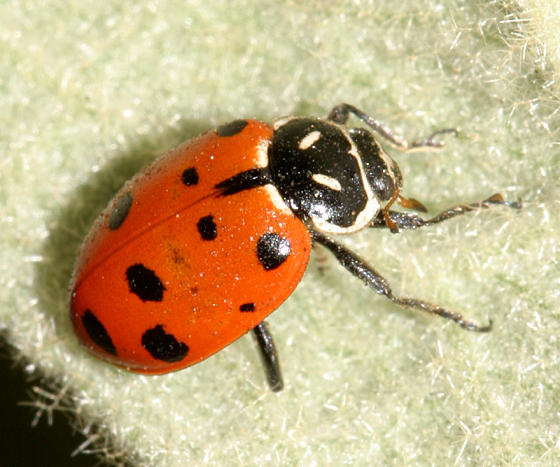 Convergent lady Beetle - Hippodamia convergens