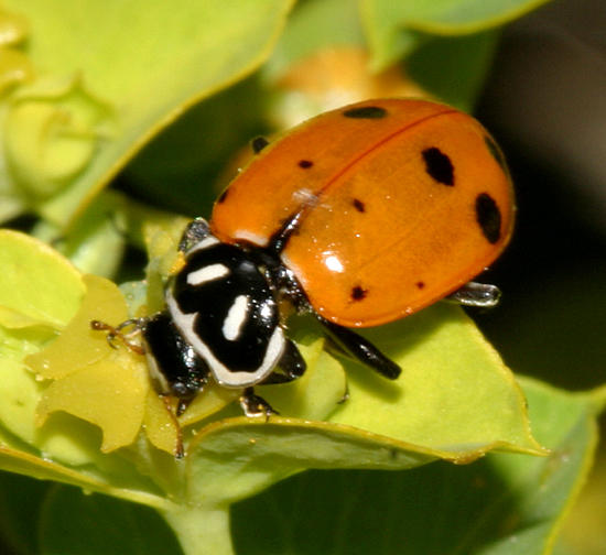 Convergent lady Beetle - Hippodamia convergens