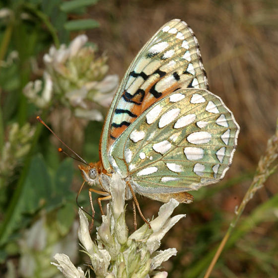 Callippe Fritillary - Speyeria callippe meadii