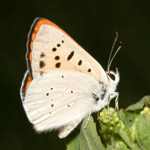 Ruddy Copper - Lycaena rubida