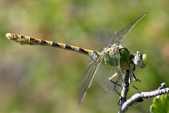 Pale Snaketail - Ophiogomphus severus