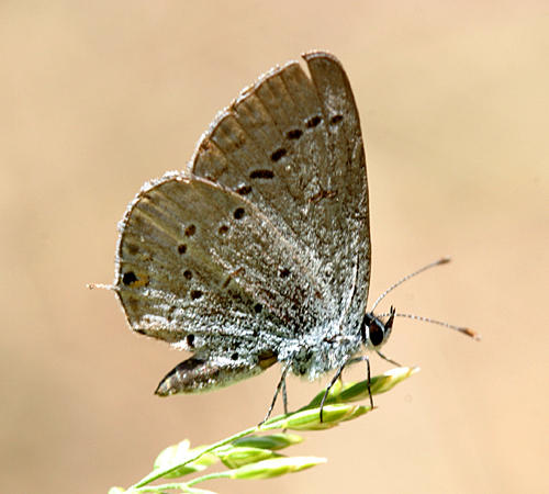 Western Tailed-Blue - Cupido amyntula