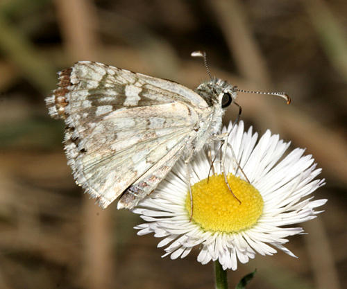 Common Checkered Skipper - Pyrgus communis