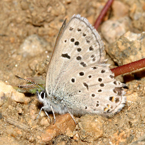 Greenish Blue - Plebejus saepiolus