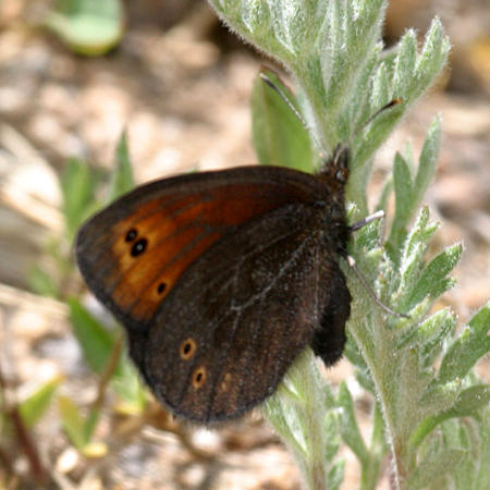 Common Alpine - Erebia epipsodea