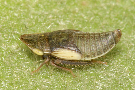 Aphrodes sp. nymph