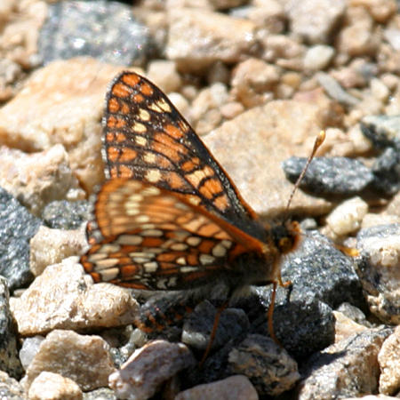 Anicia Checkerspot - Euphydryas anicia