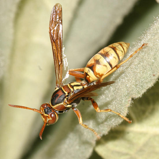  Polistes aurifer