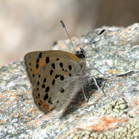 Lustrous Copper - Lycaena cupreus