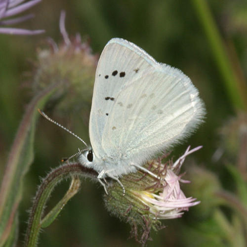 Blue Copper - Lycaena heteronea