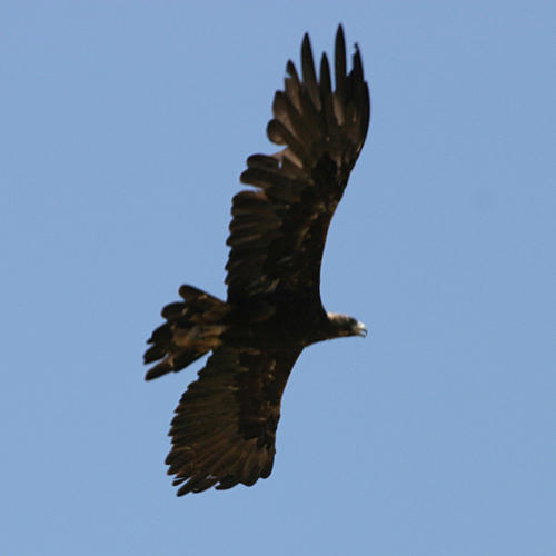 Golden Eagle - Aquila chrysaetos