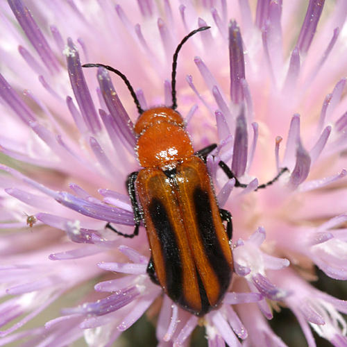 Nemognatha piazata