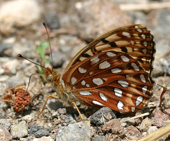Hesperis Fritillary - Speyeria hesperis hesperis