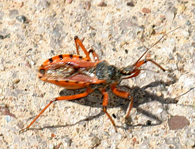 Rhynocoris ventralis nymph