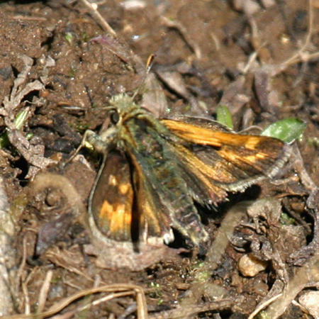 Draco Skipper - Polites draco (male)