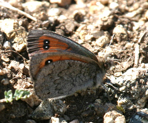 Colorado Alpine - Erebia callias