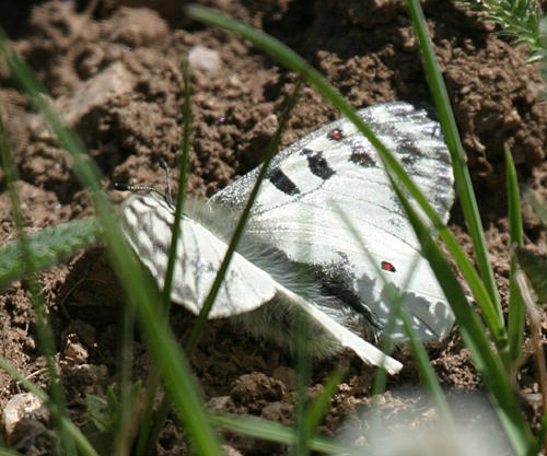 Rocky Mountain Parnassian - Parnassius smintheus (male)