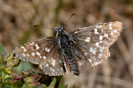 Grizzled Skipper - Pyrgus centaureae