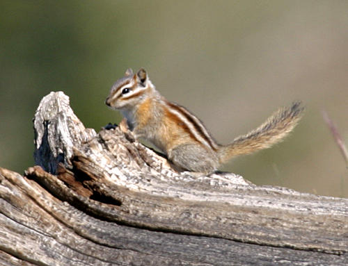 Colorado Chipmunk - Tamias quadrivittatus