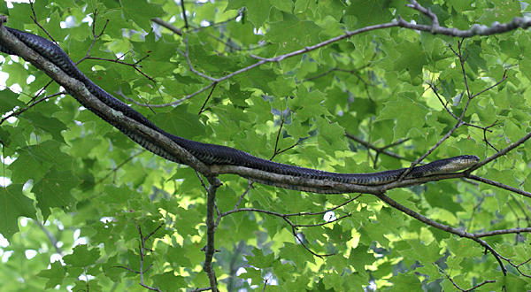 Black Rat Snake - Elaphe obsoleta obsoleta