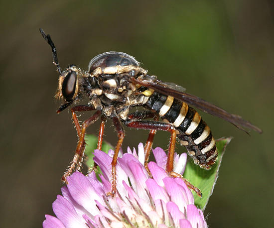 Ceraturgus fasciatus
