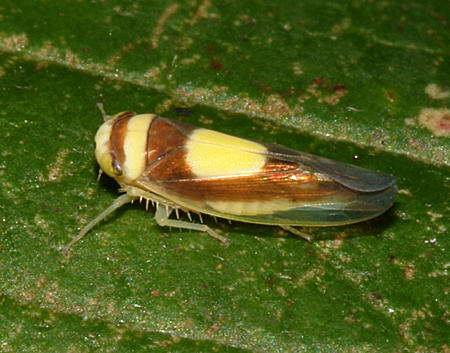  Saddled Leafhopper - Colladonus clitellarius