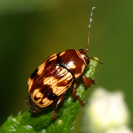 Bassareus clathratus