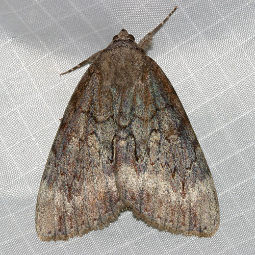 8785 - Residua Underwing - Catocala residua